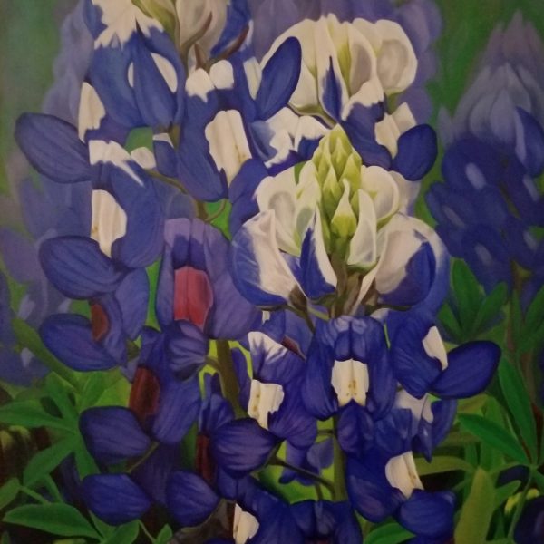 Bluebonnets